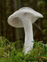 Hygrophorus agathosmus